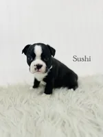 AKC Sushi, a male Boston Terrier for sale in Troy, MO – 4 of 6