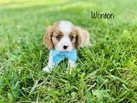 Wonton , a male Cavalier King Charles Spaniel for sale in Troy, MO – 3 of 6