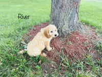 F1B River, a male Cockapoo for sale in Troy, MO – 2 of 3