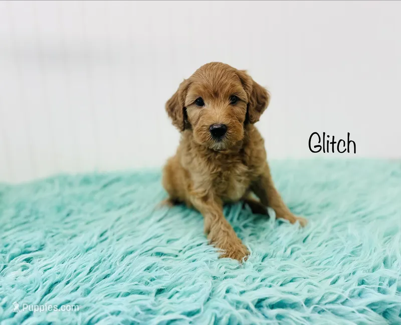 F1B Glitch – Irish Doodle puppy for sale in Troy, MO