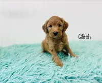 F1B Glitch, a male Irish Doodle for sale in Troy, MO – 1 of 3