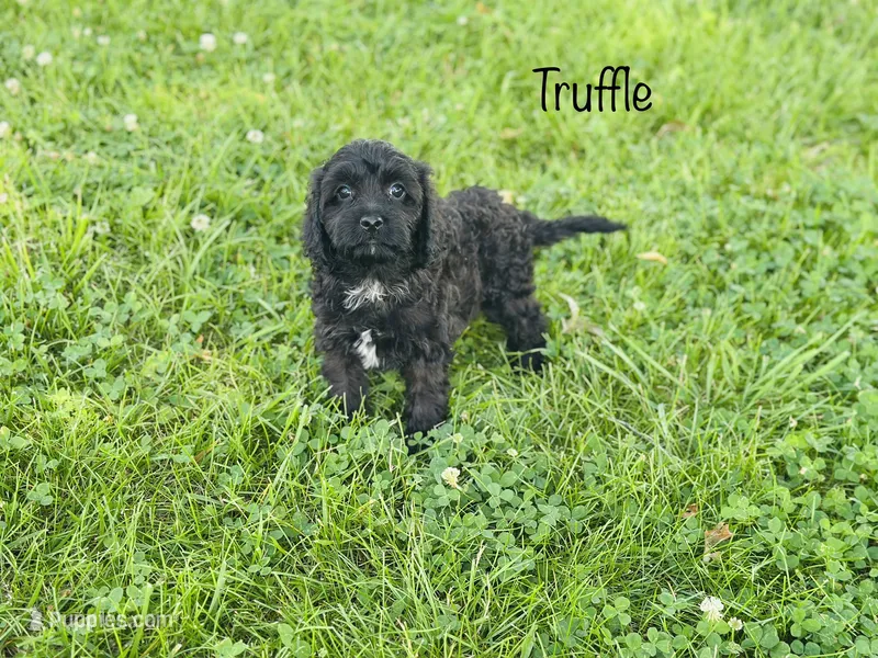 Truffle  – Cavapoo puppy for sale in Troy, MO