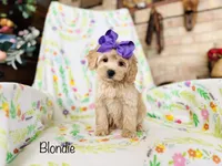 Blondie, a female Cockapoo for sale in Troy, MO – Photo 2 of 2