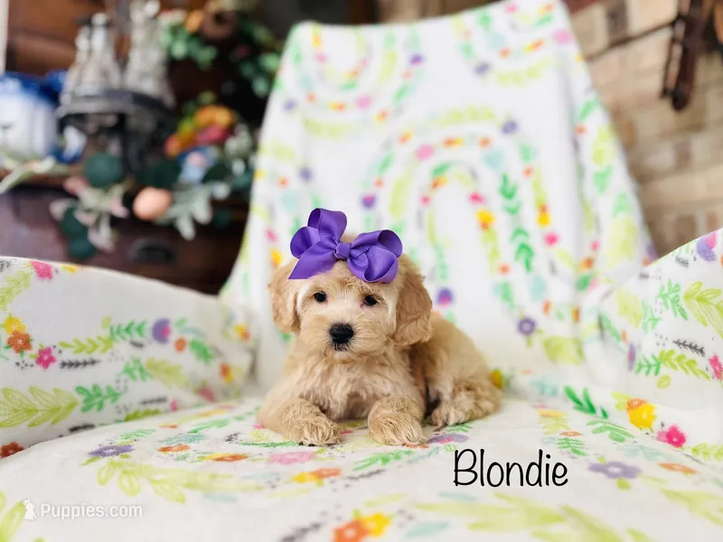 Blondie – Cockapoo puppy for sale in Troy, MO