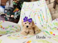 Blondie, a female Cockapoo for sale in Troy, MO – Photo 1 of 2