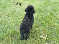 Asiago , a male Cavapoo for sale in Troy, MO – 2 of 7