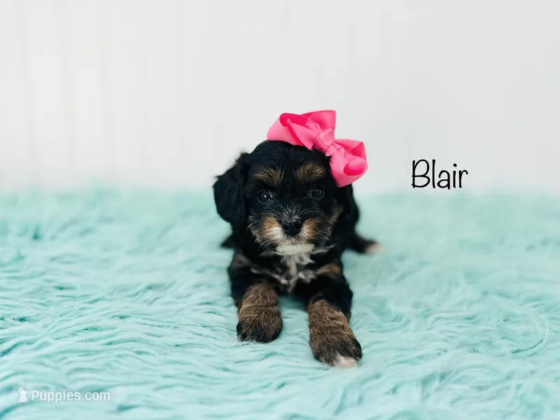 Blair  – Cavapoo puppy for sale in Troy, MO