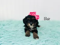Blair , a female Cavapoo for sale in Troy, MO – 1 of 1