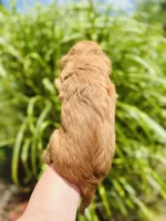Eggroll, a male Cavalier King Charles Spaniel for sale in Troy, MO – 4 of 5