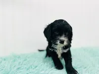 Banks, a male Cavapoo for sale in Troy, MO – 2 of 2