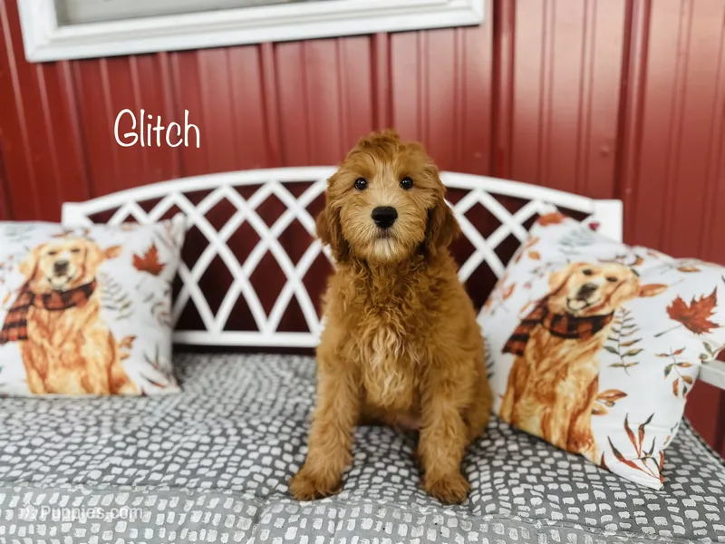 F1B Glitch – Irish Doodle puppy for sale in Troy, MO