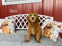 F1B Glitch, a male Irish Doodle for sale in Troy, MO – 1 of 7