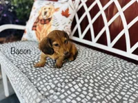 AKC Bacon, a male Miniature Dachshund for sale in Troy, MO – 2 of 4