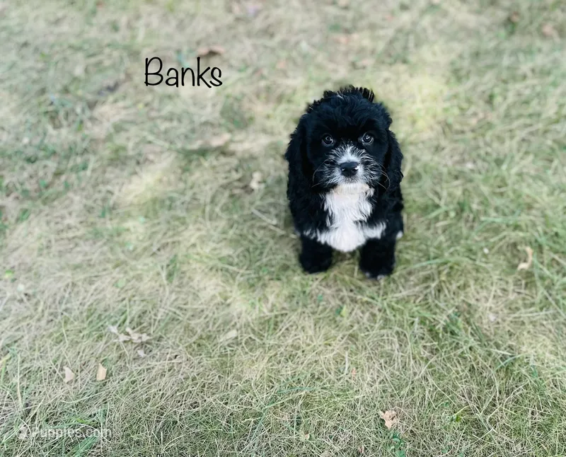 Banks – Cavapoo puppy for sale in Troy, MO
