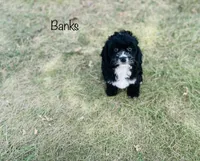 Banks, a male Cavapoo for sale in Troy, MO – 2 of 7