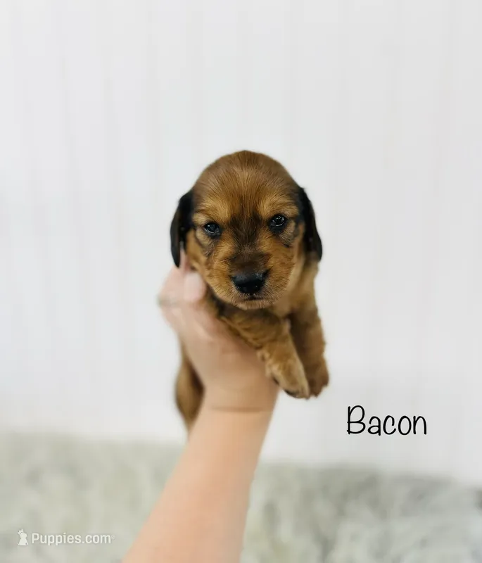 AKC Bacon – Miniature Dachshund puppy for sale in Troy, MO