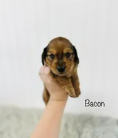AKC Bacon, a male Miniature Dachshund for sale in Troy, MO – 1 of 2