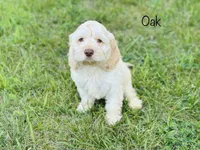 F1B Oak, a male Cockapoo for sale in Troy, MO – 2 of 3