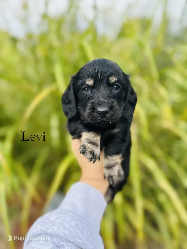 AKC Levi – Miniature Dachshund puppy for sale in Troy, MO