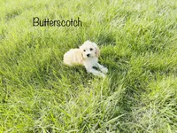 Scotch, a male Cockapoo for sale in Troy, MO – Photo 4 of 6