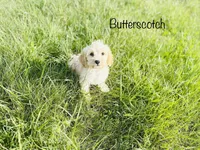 Scotch, a male Cockapoo for sale in Troy, MO – Photo 2 of 6