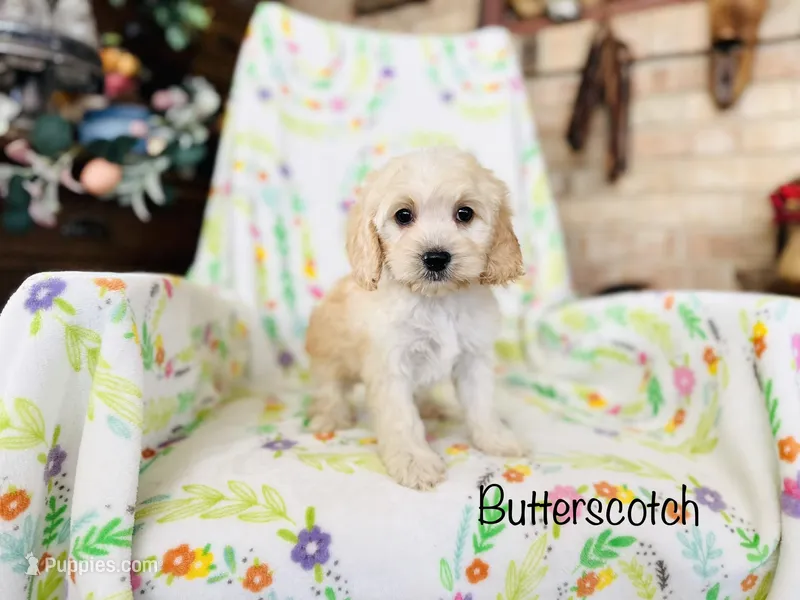 Butterscotch  – Cockapoo puppy for sale in Troy, MO