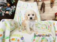 Butterscotch , a male Cockapoo for sale in Troy, MO – Photo 1 of 2