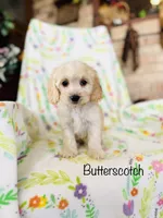 Butterscotch , a male Cockapoo for sale in Troy, MO – Photo 2 of 2