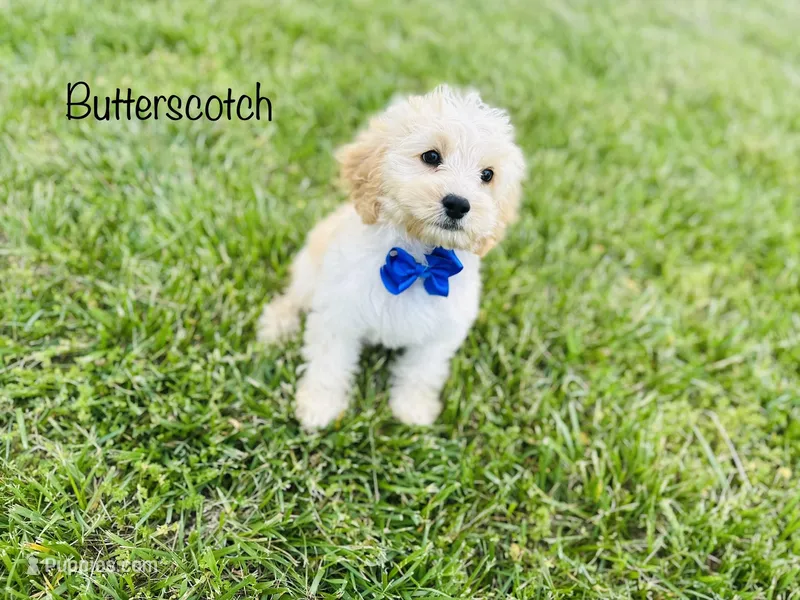 Butterscotch  – Cockapoo puppy for sale in Troy, MO