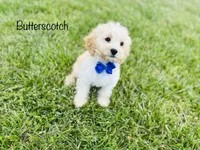 Scotch, a male Cockapoo for sale in Troy, MO – Photo 1 of 6