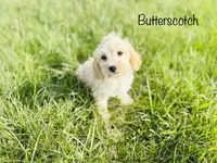 Scotch, a male Cockapoo for sale in Troy, MO – Photo 3 of 6