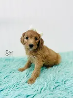 F1B Siri, a female Irish Doodle for sale in Troy, MO – 2 of 2