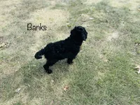 Banks, a male Cavapoo for sale in Troy, MO – 4 of 7