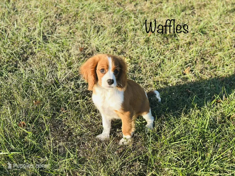AKC Waffles  – Cavalier King Charles Spaniel puppy for sale in Troy, MO