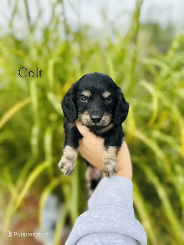AKC Colt – Miniature Dachshund puppy for sale in Troy, MO