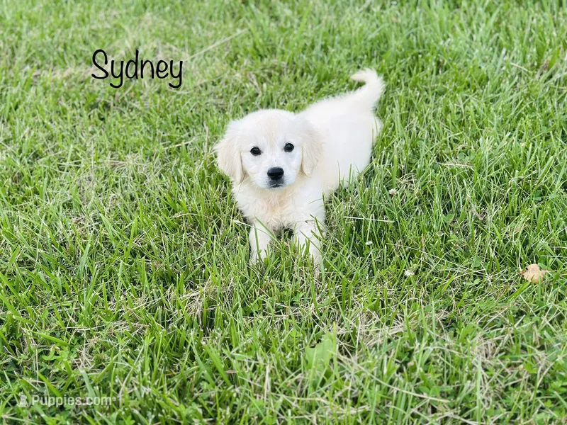 AKC Sydney  – English Cream Golden Retriever puppy for sale in Troy, MO