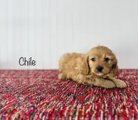 Chile, a male Cavapoo for sale in Troy, MO – 2 of 3
