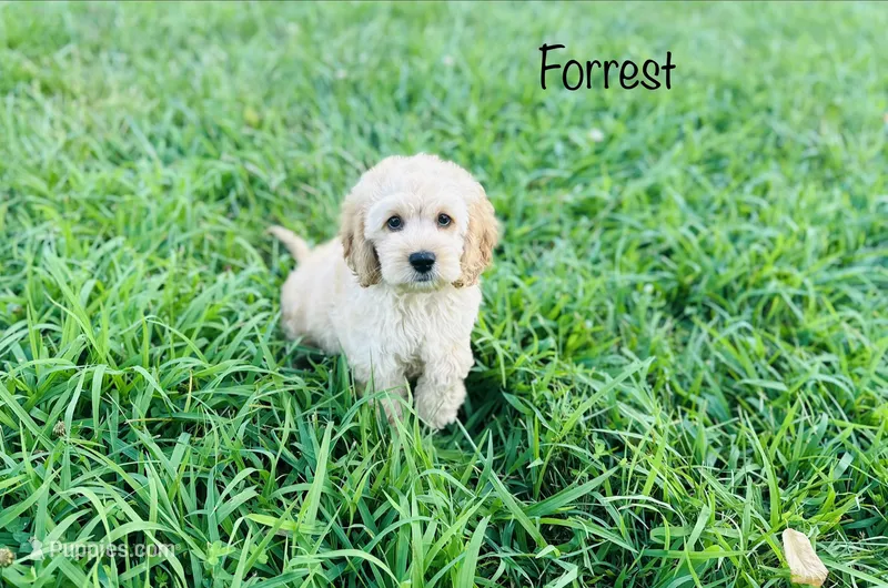 F1B Forrest – Cockapoo puppy for sale in Troy, MO