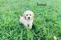 F1B Forrest, a male Cockapoo for sale in Troy, MO – 1 of 2