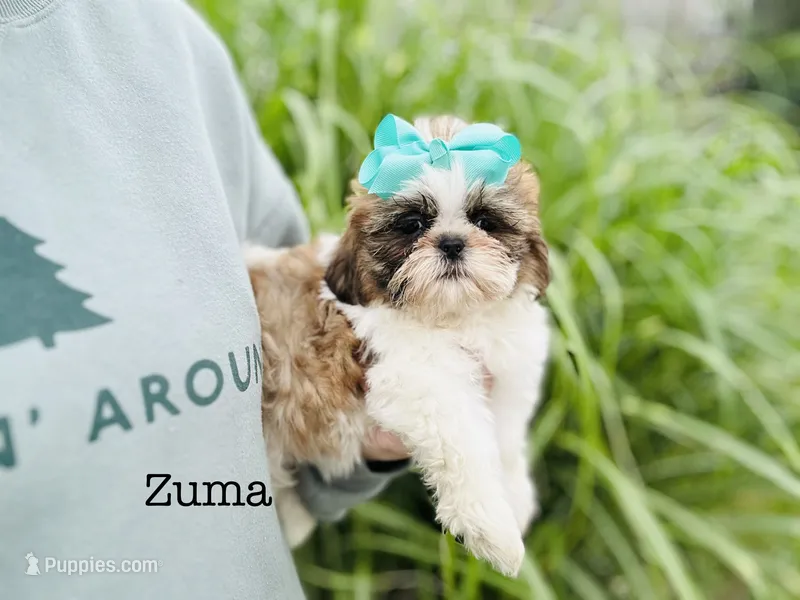 AKC Zuma – Shih Tzu puppy for sale in Troy, MO