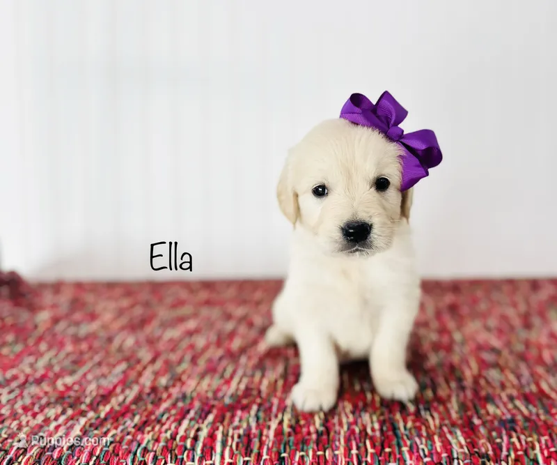 AKC Ella – Golden Retriever puppy for sale in Troy, MO