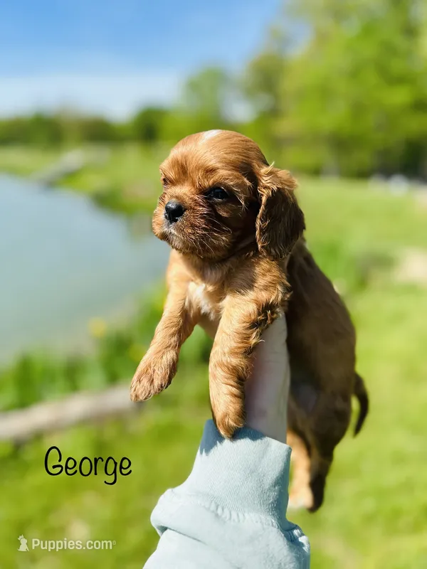 AKC George  – Cavalier King Charles Spaniel puppy for sale in Troy, MO