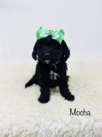 Mocha, a female Cockapoo for sale in Troy, MO – Photo 2 of 4
