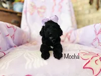Mocha, a female Cockapoo for sale in Troy, MO – Photo 3 of 4