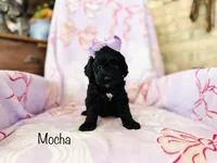 Mocha, a female Cockapoo for sale in Troy, MO – Photo 4 of 4
