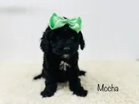 Mocha, a female Cockapoo for sale in Troy, MO – Photo 1 of 4