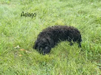 Asiago , a male Cavapoo for sale in Troy, MO – 3 of 7
