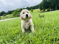 Tank , a male Golden Irish for sale in Troy, MO – 2 of 3