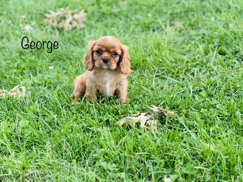 AKC George  – Cavalier King Charles Spaniel puppy for sale in Troy, MO
