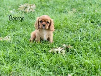 AKC George , a male Cavalier King Charles Spaniel for sale in Troy, MO – 3 of 8